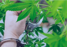 How Many Marijuana Arrests in Illinois.png