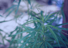 Illinois Marijuana Tax Revenue 2025.png